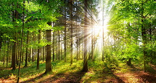 [Translate to English:] natürliche Rohstoffe